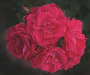 Rosa Landscape/Shrub (Party Hardy o.r.)