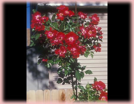 Rosa Climbing (Dortmund)