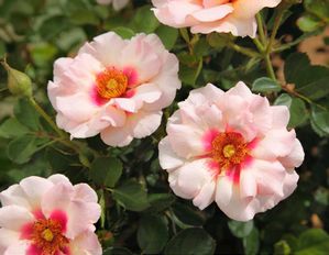 Rosa Landscape/Shrub (Eyeconic Pink Lemonade)