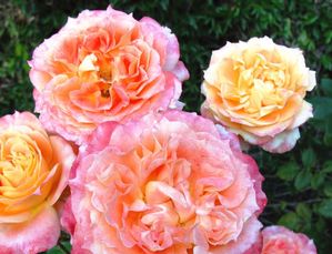 Rosa Floribunda (Tangerine Streams)