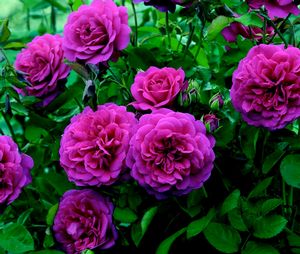 Rosa English Rose (Sir John Betjeman)