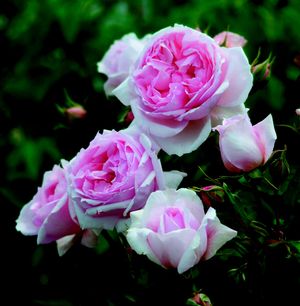 The Wedgwood Rose