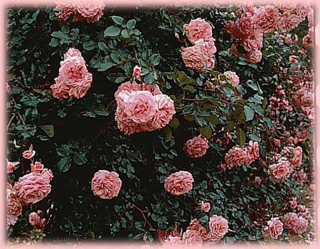Rosa Climbing (Dream Weaver)