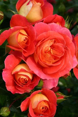 Rosa Floribunda (Brothers Grimm <b><i>New 2013</b></i>)