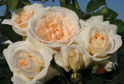 Rosa Floribunda (Kosmos <b><i>New 2013</b></i>)