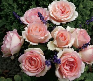 Rosa Hybrid Tea (Pink Enchantment <b><i>New 2013</b></i>)