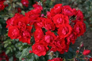 Rosa Floribunda (Black Forest <b><i>New 2013</b></i>)
