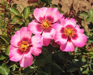 Rosa Landscape/Shrub (Eyeconic Pomegranate Lemonade <b><i>New 2013</b>)