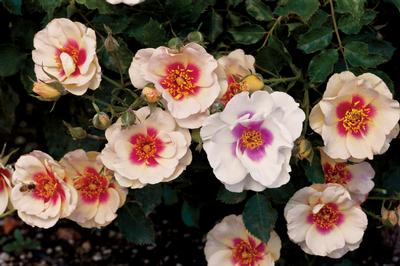 Rosa Landscape/Shrub (Bull's Eye <b><i>New 2013</b></i>)