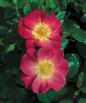 Rosa Landscape/Shrub (Yabba Dabba Doo <b><i>New 2013</b></i>)