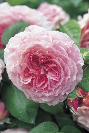Rosa English Rose (James Galway)