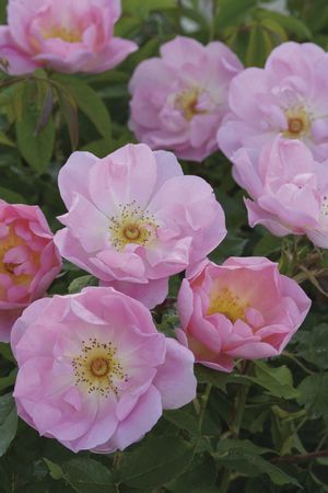 Rosa English Rose (The Lady's Blush <b><i>New 2013</b></i>)