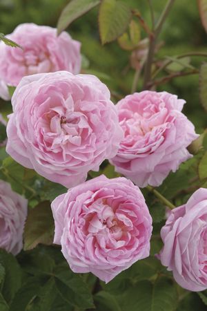 Rosa English Rose (Queen Anne <b><i>New 2013</b></i>)