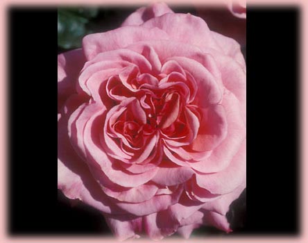 Rosa Climbing (Aloha)