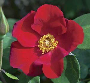 Rosa Climbing (Altissimo (s))