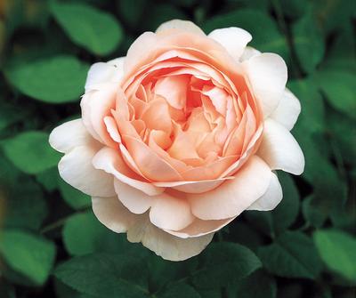 Rosa English Rose (Ambridge Rose)