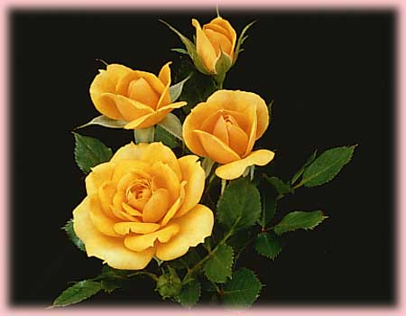 Rosa Miniature (Gingerbread Man o.r.)
