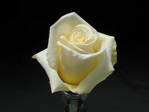 Rosa Hybrid Tea (Helmut Schmidt)