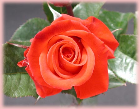 Rosa Floribunda (Hot 'n' Spicy)