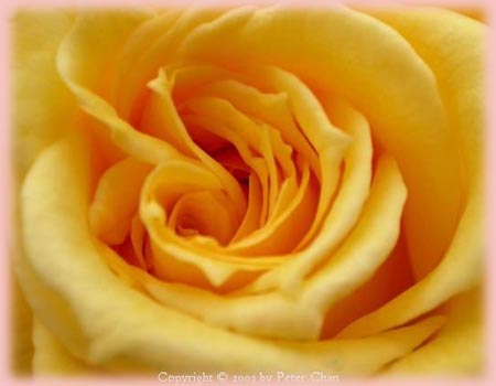 Rosa Hybrid Tea (Kings Ransom)