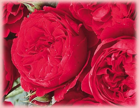 English Rose Color