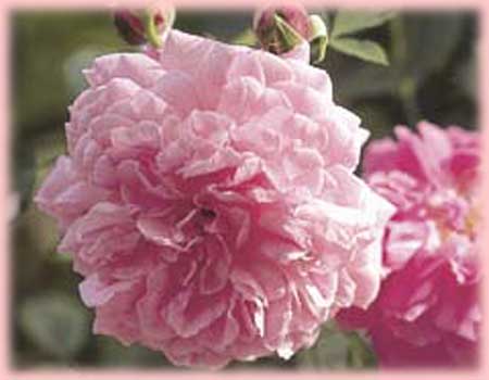 Rosa Hybrid Musk (Lavender Lassie)