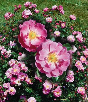Rosa Landscape/Shrub (Magic Meidiland (gc) o.r.)