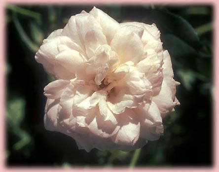 Rosa Climbing (Mme. Alfred Carriere)