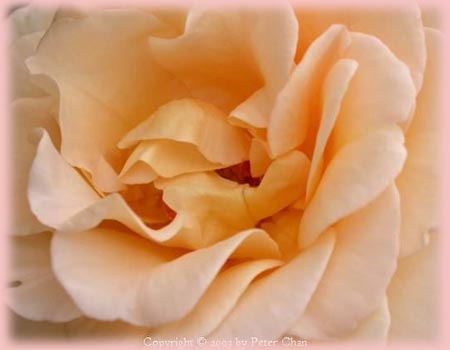 Rosa Floribunda (Apricot Nectar)