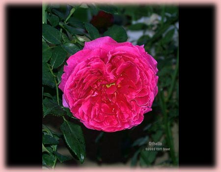 Rosa English Rose (Othello)
