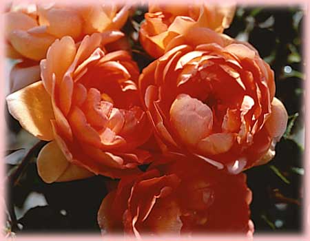 Rosa English Rose (Pat Austin)