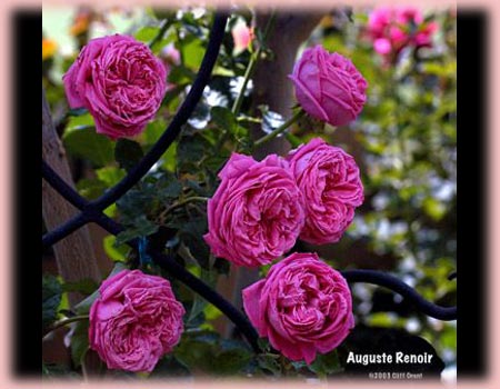 Rosa Hybrid Tea (Auguste Renoir)