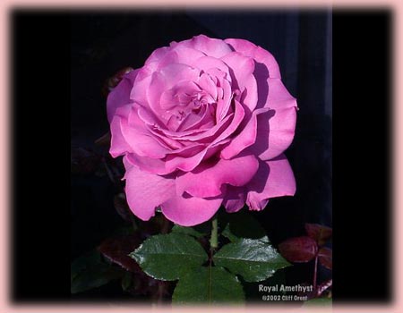 Rosa Hybrid Tea (Royal Amethyst)