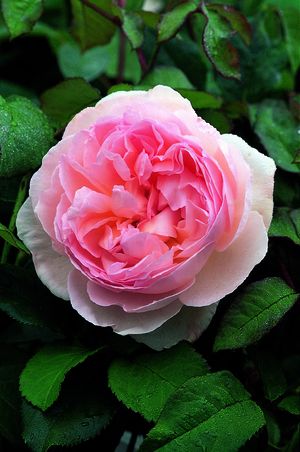 Rosa English Rose (Sharifa Asma)