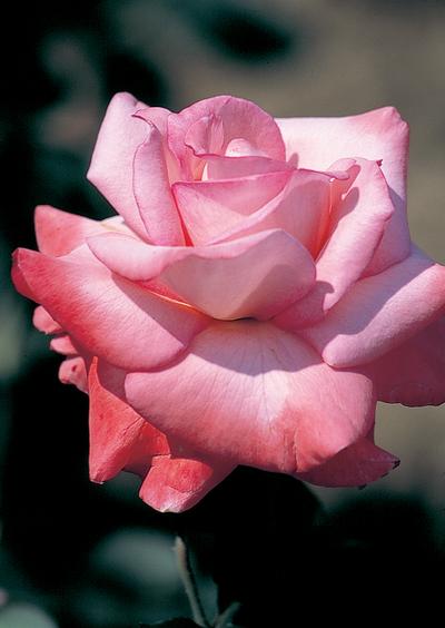 Rosa Hybrid Tea (Sheer Elegance)
