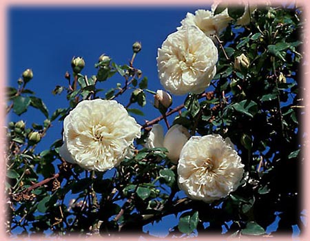 Rosa Climbing (Sombreuil)