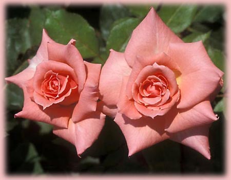 Rosa Grandiflora (Sonia)