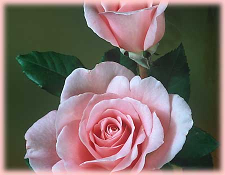 Rosa Hybrid Tea (Sweet Surrender)
