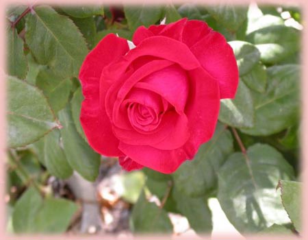 Rosa Hybrid Tea (Timeless)