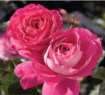 Rosa Hybrid Tea (Baronne Ed. de Rothschild)