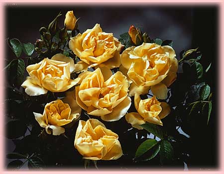 jewel rosa