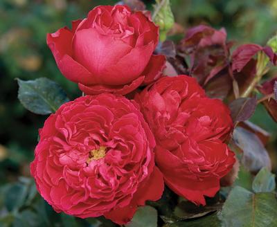 Rosa Hybrid Tea (Traviata o.r.)
