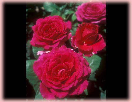 Rosa Hybrid Tea (Big Purple (Stephens))