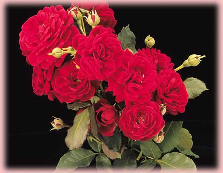 Rosa Climbing (All Ablaze)