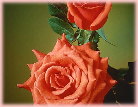 Rosa Hybrid Tea (Bing Crosby)