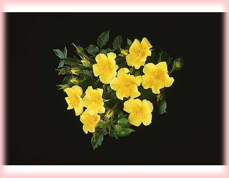 Rosa Landscape/Shrub (Baby Love (s) o.r.)