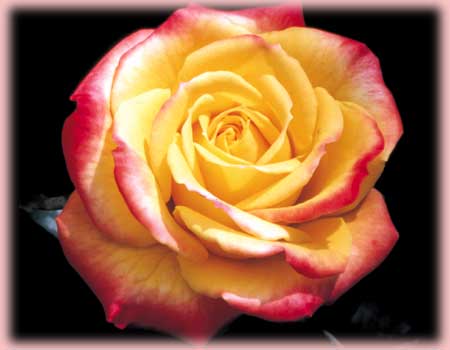 Rosa Miniature (Rainbow's End)