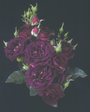 Rosa Landscape/Shrub (Midnight Blue)