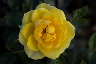 Rosa Miniature (Yellow Sunblaze o.r.)