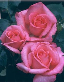 Rosa Hybrid Tea (Aromatherapy)